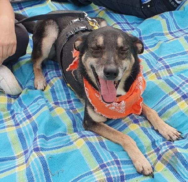 Bolt idoneo a tutti, taglia media contenuta Foto 6